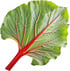 Rhubarb leaf